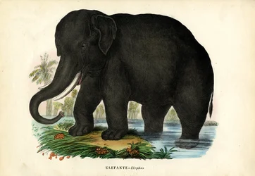 Asian Elephant, 1863-79
